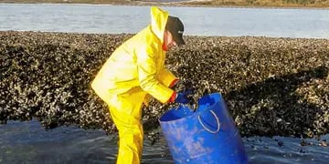 Mejillones en Tierra del Fuego.