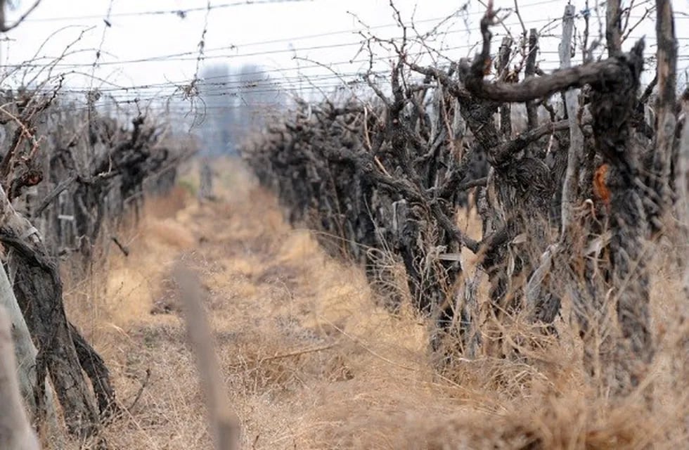 El informe remarca que sólo hay 24.116 viñedos en el 2017, contra los 36.402 de 1990, en Mendoza.