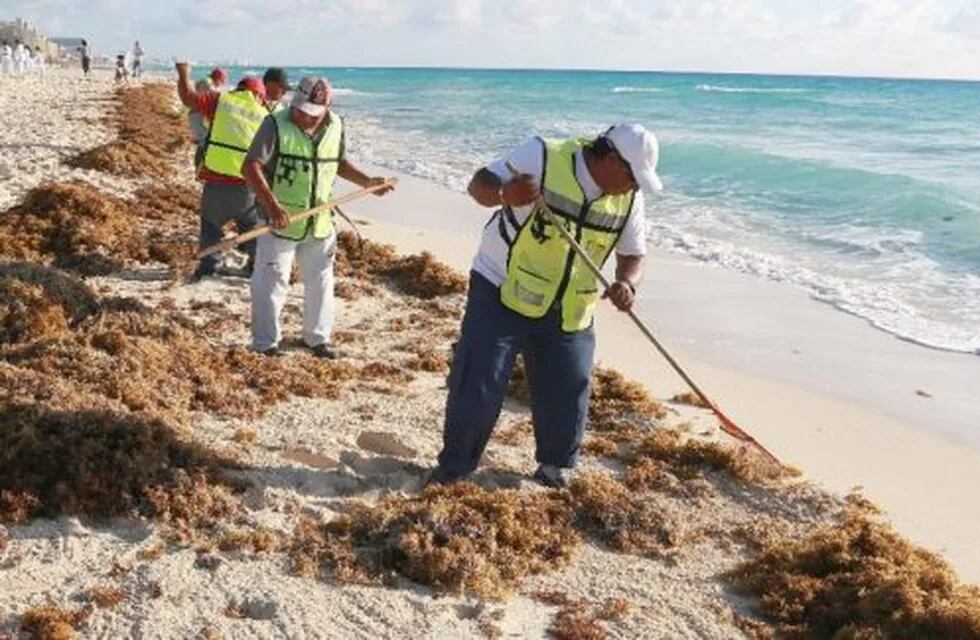 Las autoridades estatales iniciaron labores de remoción y extracción  de las algas y se han recolectado más de 124.000 metros cúbicos de sargazo.