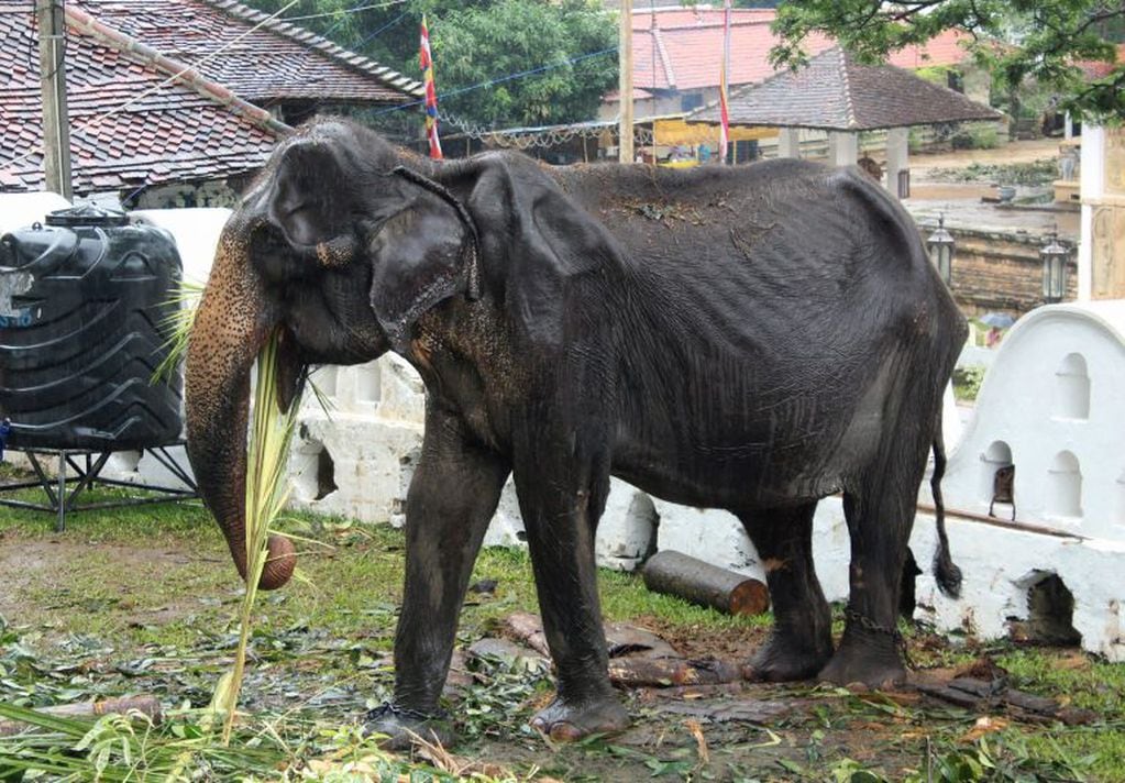 Tikiri eating at the Temple of the Tooth in the central city , la elefanta de 70 años que falleció (AFP)