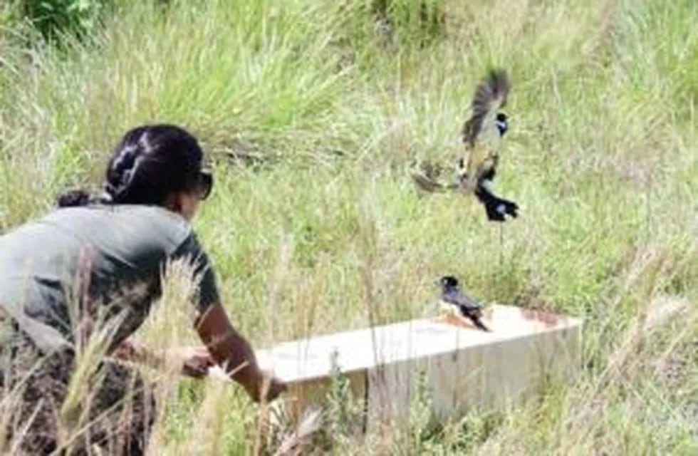 Liberación de aves en Candelaria.