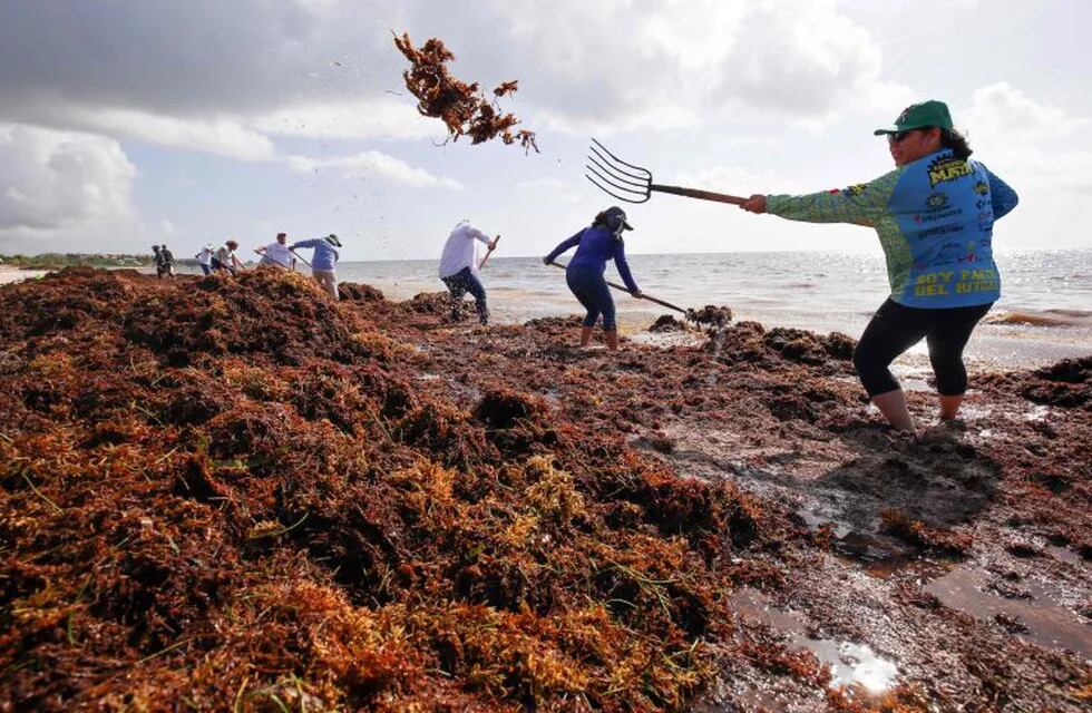 Volunteers and municipal workers collect Sargassum (macroalgae) in Puerto Morelos, Quintana Roo state, Mexico, on August 8, 2018. - The Mayan Riviera is suffering a seadweed onslaught this year, which the government is trying to stop with a barrier in the sea. The Sargassum color the water of brown and give off a fetid smell. (Photo by STR / AFP) mexico  mexico contaminacion algas sargazos invasion alga sargazo