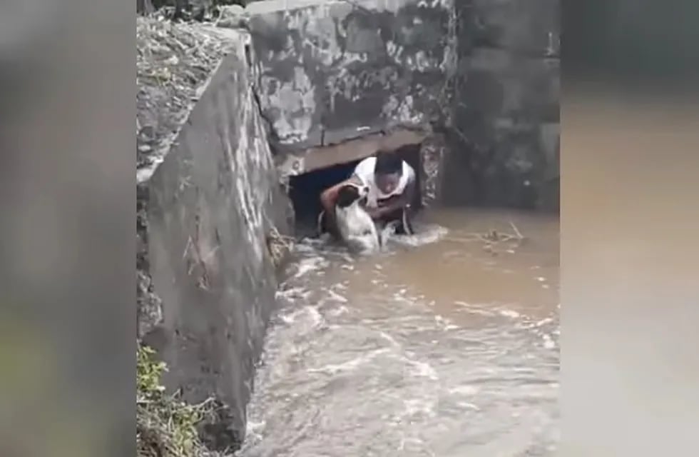 Un hombre se arrojó a un canal para salvar la vida a un perro callejero