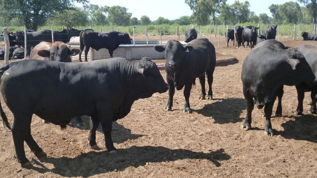 Los toros que saldrán a la venta este año ya toman forma en El Porvenir (La Voz).