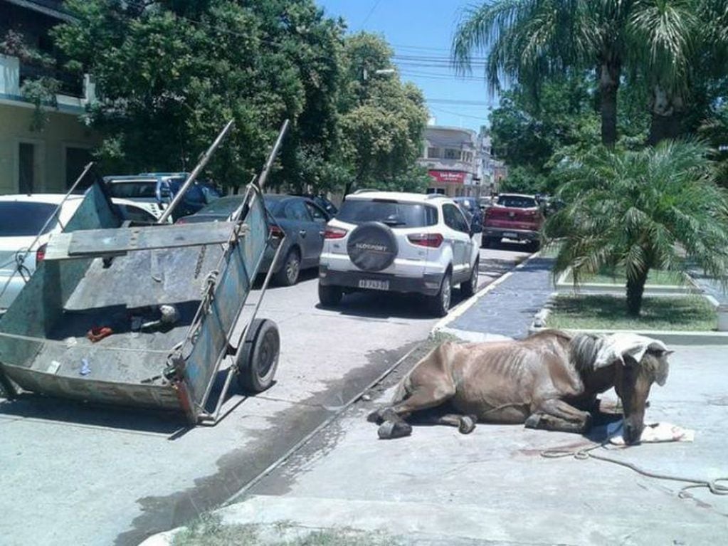 Un caballo desnutrido caído por agotamiento en las calles de Resistencia.