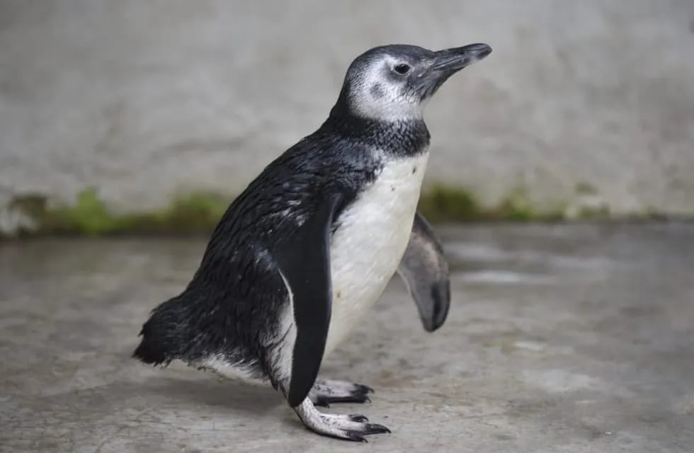 El pingüino de Magallanes encontrado en una vivienda de Santa Rosa de Calamuchita.