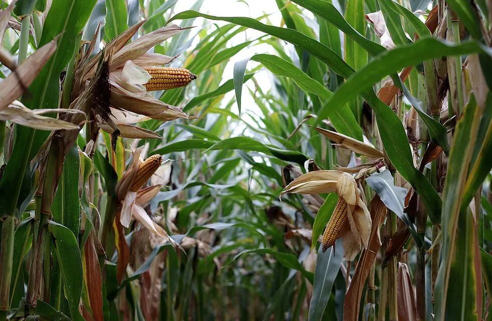 El maíz dejó números récord en la última campaña. (Bolsa de Cereales de Córdoba)