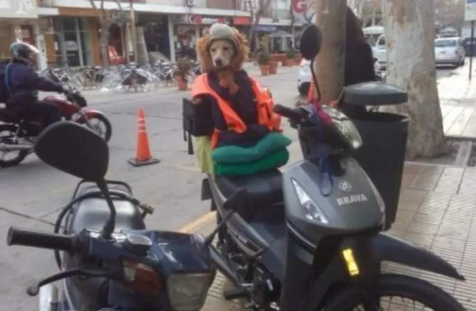Renata es la perra sanjuanina que viaja en moto con su dueña.