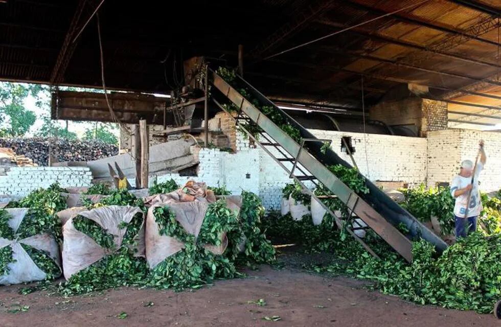 Establecimiento yerbatero negó haber comprado yerba mate robada