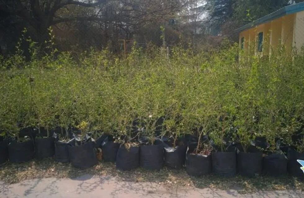 Unos 1700 plantines serán entregados por la Comuna de Parque Síquiman para reforestar el lugar, (Foto: Facebook / Comuna de Villa Parque Síquiman).