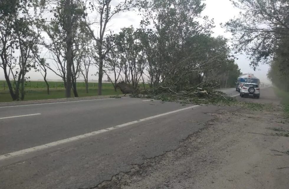 El viento provocó caída de árboles sobre la ruta 158 en cercanías de General Cabrera.