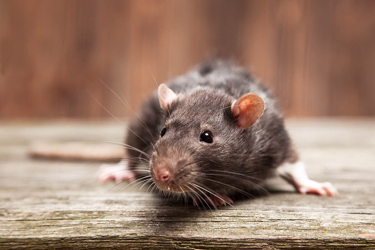 Murió una mujer en el Gran Rosario por hantavirus: cómo prevenir el contagio y qué recaudos tomar thumbnail