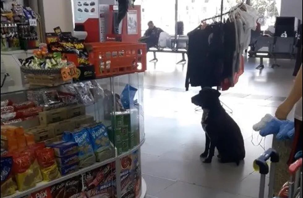 El perro que pide cajas en la Terminal para armar su cucha. (Facebook)