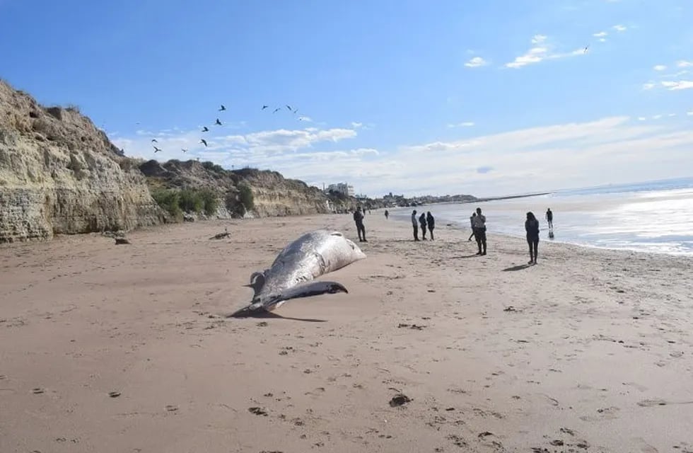 Encontraron una ballena muerta en las playas de Las Grutas