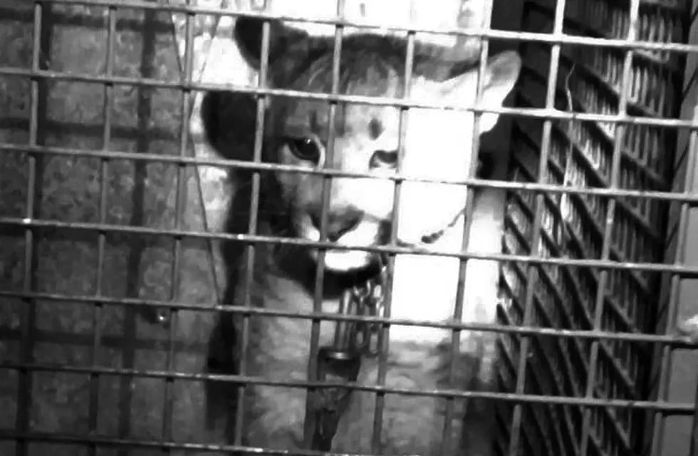 Puma rescatado en San Luis.