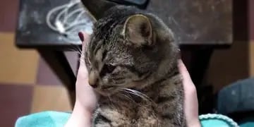 Kira, la gatita atropellada que necesita ayuda
