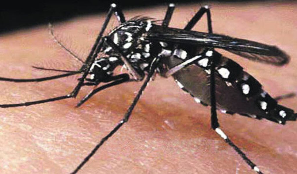 Chikungunya en Misiones: 13 casos confirmados y otros cinco en estudio.