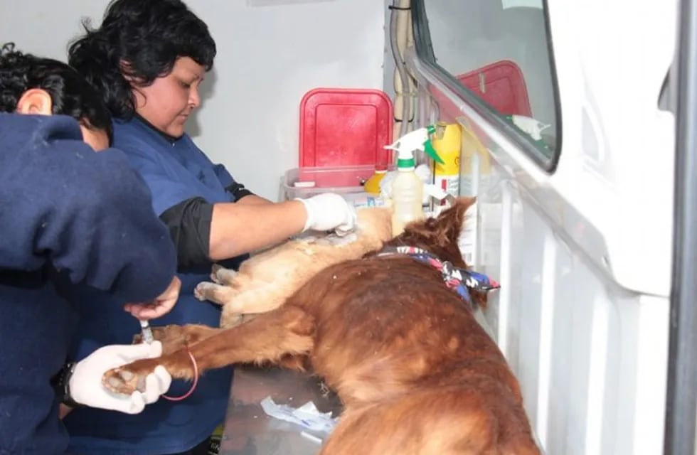 En el último año se vacunaron contra la rabia a 54.778 mascotas y 6.906 fueron castradas.