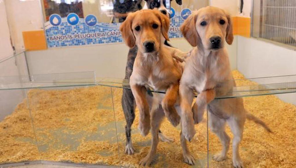 Prohíben en Paraná la exhibición de animales en vidrieras de veterinarias