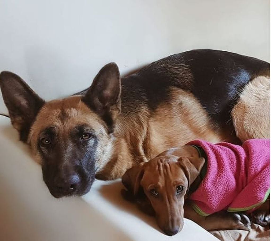 Las compañeras de Luciana, Sisi (salchicha) junto a Akira