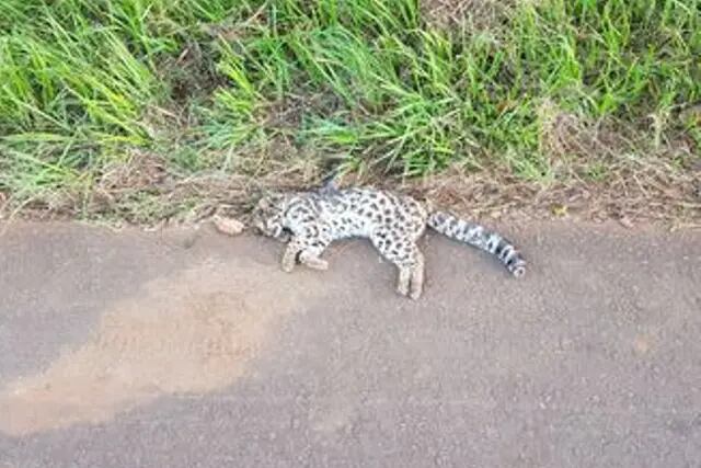 Cerro Azul: atropellaron y mataron a un gato Tirica
