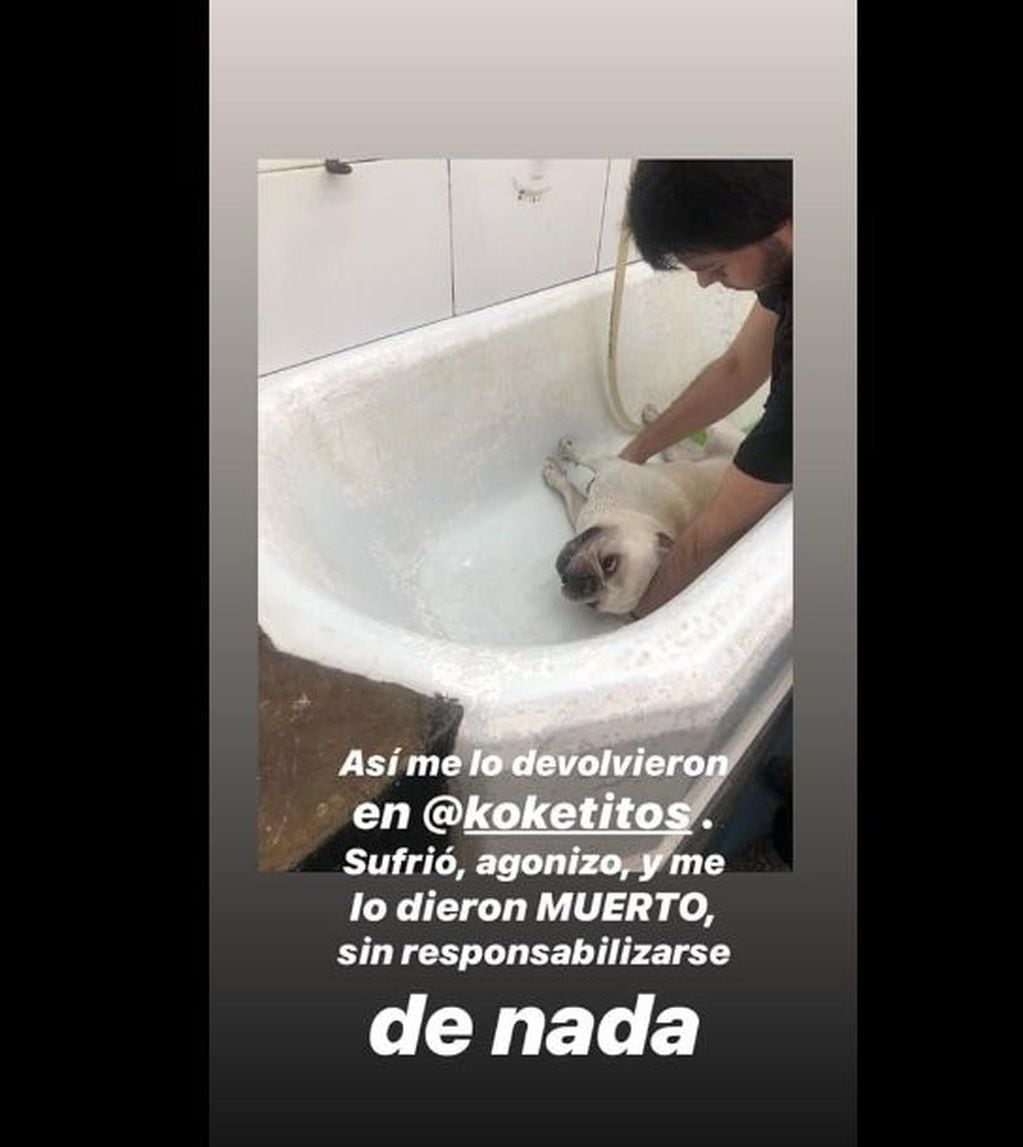 Kotetitos, la peluquería canina denunciada