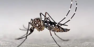 MOSQUITO. El aedes aegypti, transmisor del dengue y la chikunguña (Marcos Teixeira de Freitas/CC BY-NC 2.0)