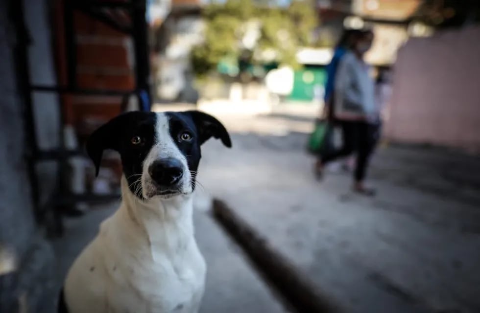 Refugios sustentables para perros de la calle. Foto EFE/Juan Ignacio Roncoroni