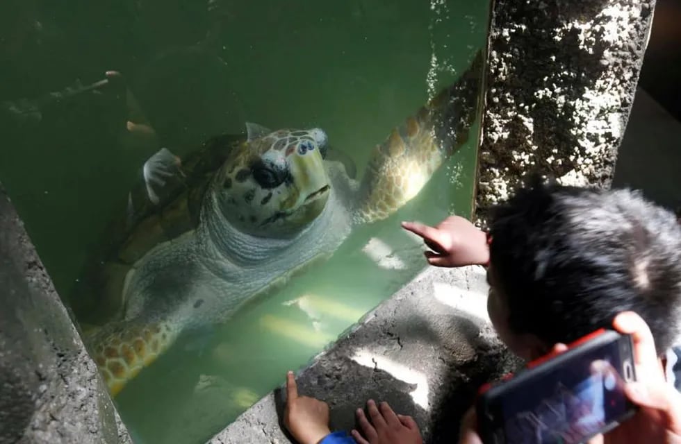 Sigue analizando las estrategias para el traslado del tortugo Jorge
