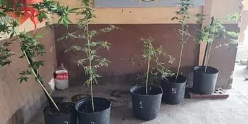 plantas marihuana