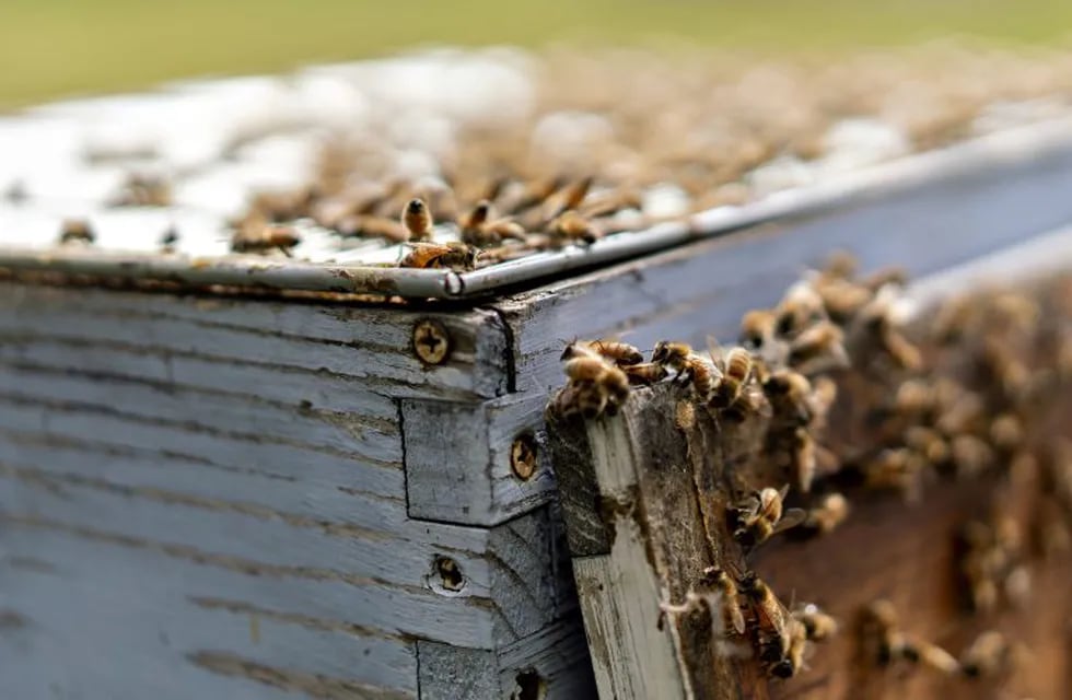 Buckfast honey bees gather on a beehive in Merango, Illinois, U.S., on Monday, Sept. 10, 2018. Beekeepers in the U.S. reported an increase in honeybee deaths over the last year, possibly the result of erratic weather patterns brought on by a changing climate. Photographer: Daniel Acker/Bloomberg eeuu Illinois  produccion apicola en Illinois miel abejas