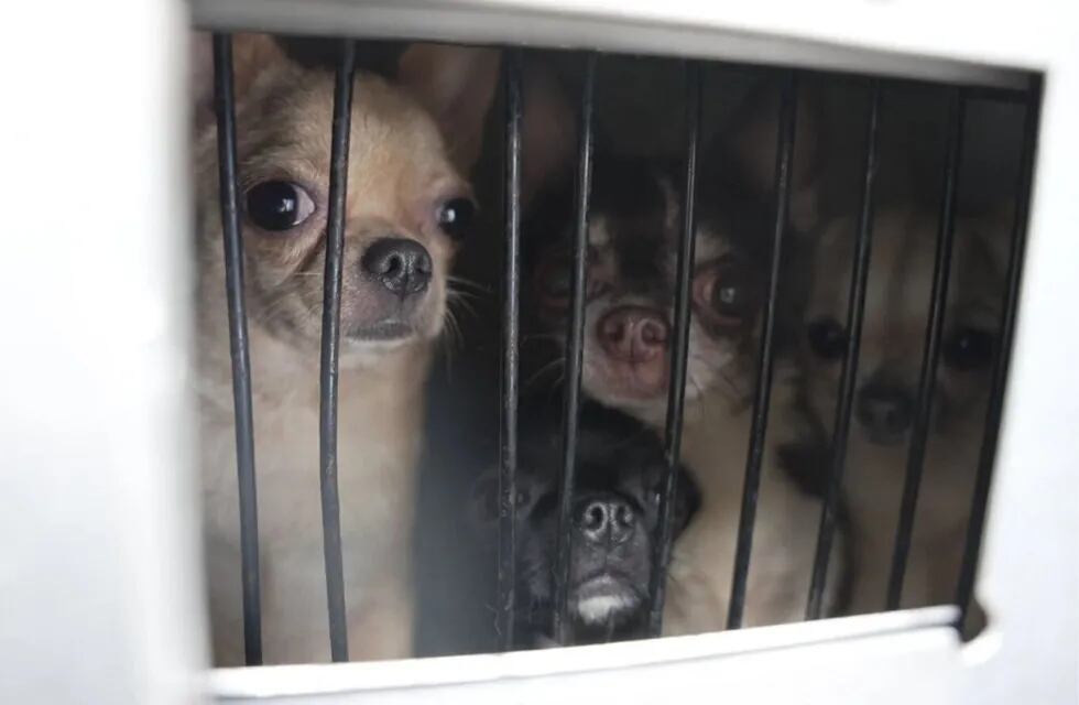 Desmantelaron un criadero de perros de raza chihuahua