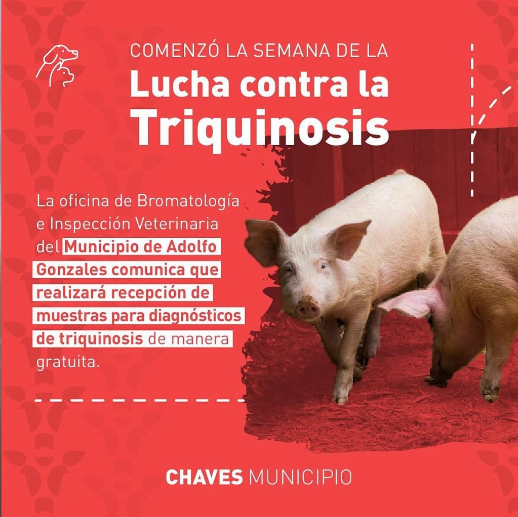 Bromatología de Chaves recibe muestras para el diagnostico de Triquinosis