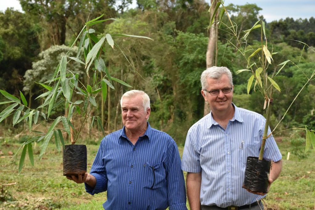 Plan cultivo de bambú en Misiones