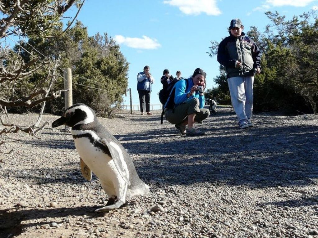 Los pingüinos comenzaron a llegar.