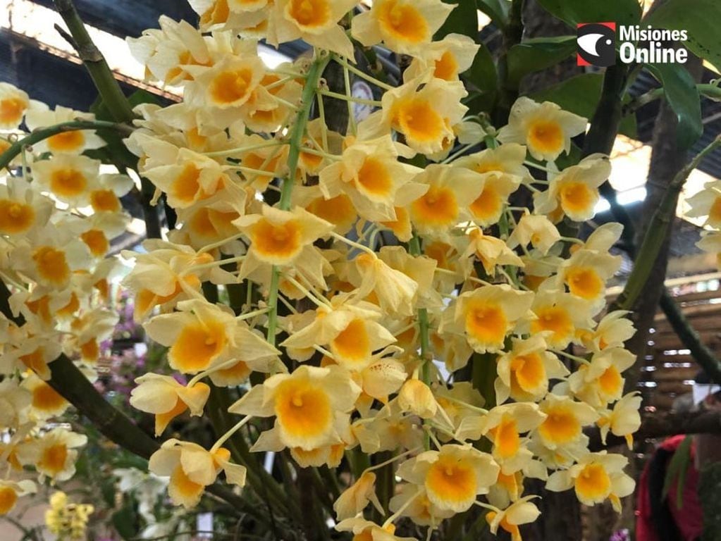 Con una gran cantidad de concurrentes, se lanzó la Fiesta Provincial de la Flor y Nacional de la Orquídea en Montecarlo.
