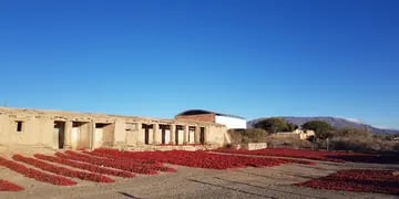 Los Valles Calchaquíes se tiñen con el rojo de los pimientos