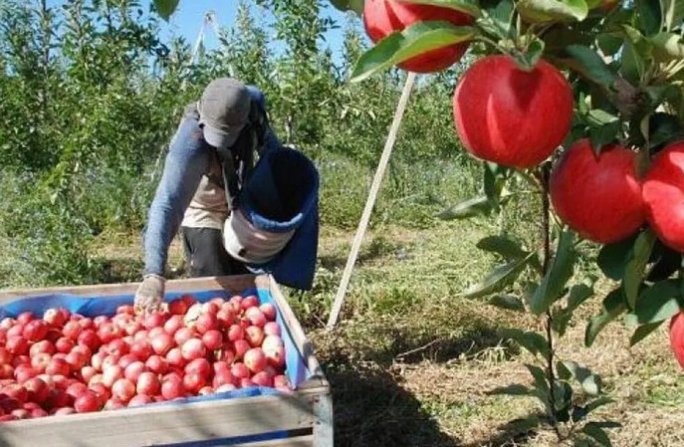 El video de las manzanas pudriéndose en Río Negro se volvió viral (Imagen ilustrativa - Diario Río Negro)