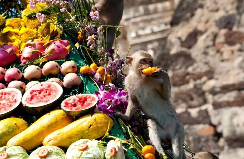 Festival de los monos en Lopburi en Tailandia