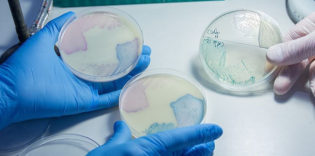 Investigadores de la Universidad Nacional de Córdoba detectaron bacterias resistentes a los antibióticos. (Unciencia)