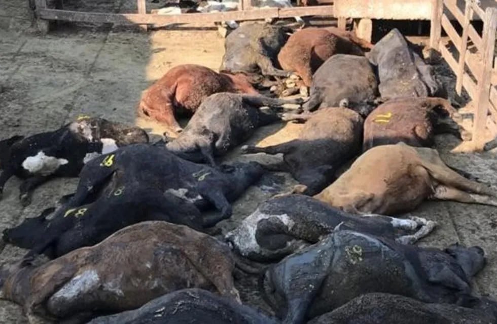 Más de 100 animales muertos en el Mercado de Liniers por el calor sofocante.