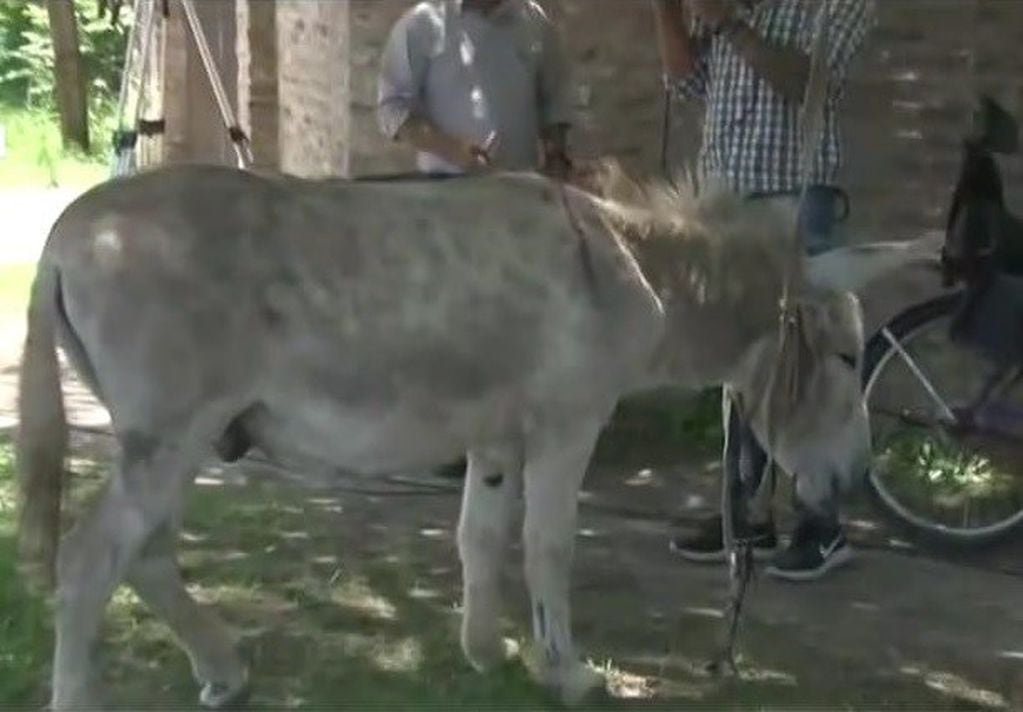 Encontraron a uno de los burros que habían sido robados de Cachamai. (@teleferosario)