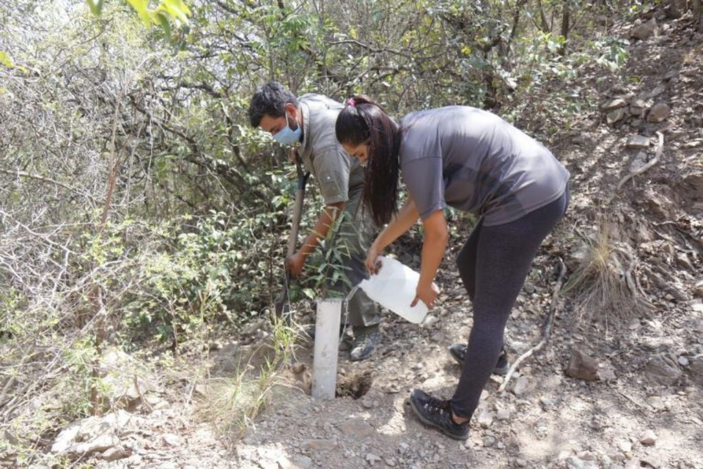 Forestación en Carlos Paz: se plantaron 20 ejemplares en el Cerro de la Cruz