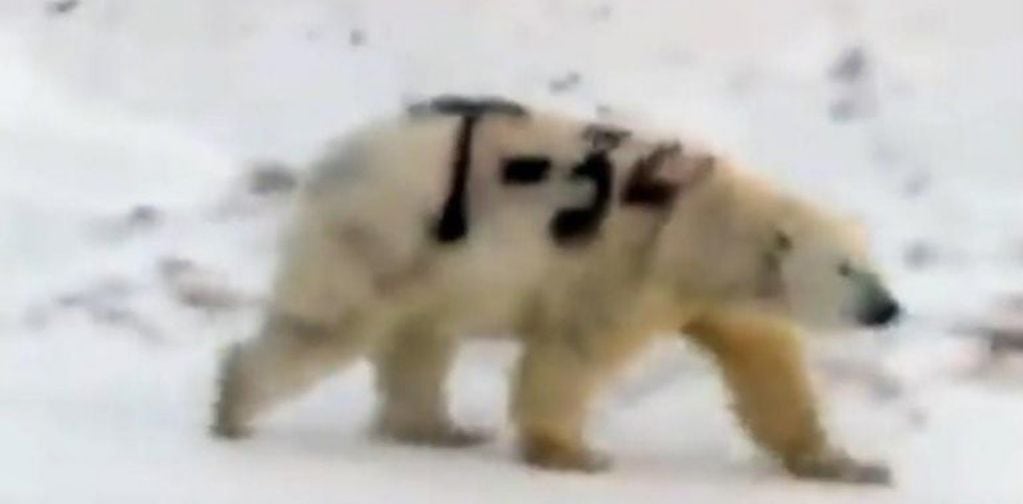 Un oso polar fue fotografiado con un grafiti en su cuerpo (Foto:Captura)
