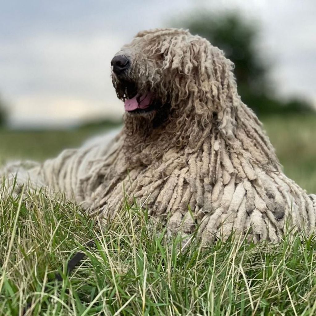 Hanga, el perro Komondor  que ama nadar (Instagram)