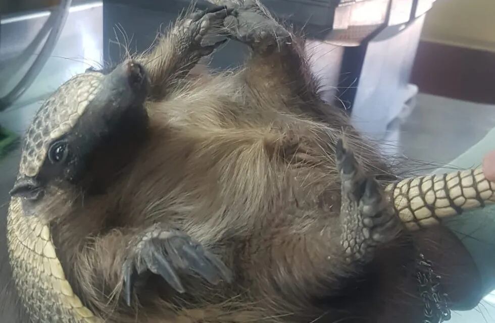 Rescataron a un armadillo en San Rafael y lo están rehabilitando para reincorporarlo a su hábitat.