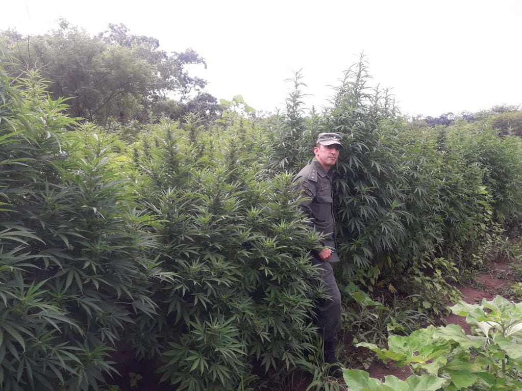 En la plantación de marihuana se encontró ejemplares de hasta dos metros de altura, las cuales se mimetizaban con la vegetación del lugar, pasando inadvertidas.