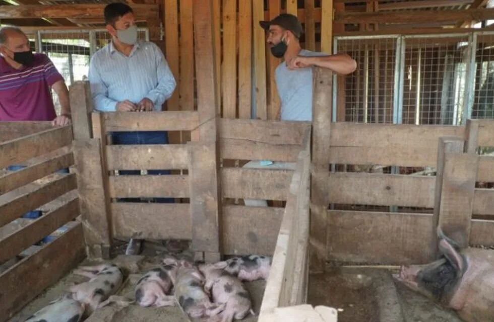 Corrales de los galpones de producción de cerdos con apoyo del IFAI de Misiones.