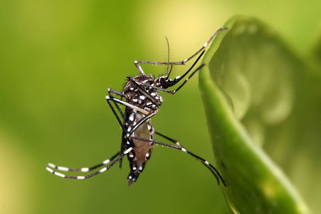 Los casos de dengue llegaron a un récord en el país