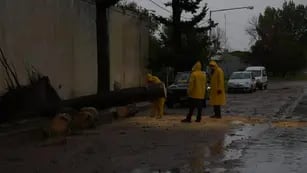 Gran cantidad de árboles caidos por la tormenta en General Alvear
